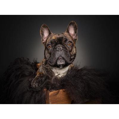 CALVENDO Puzzle Anton | 1000 Teile Lege-Größe 64x48cm Foto-Puzzle für glückliche Stunden
