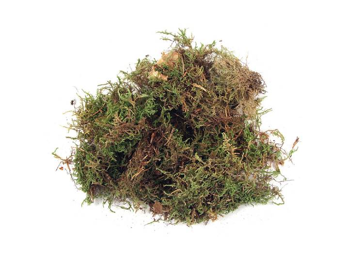 Rayher Plattenmoos Getrocknet 100 g