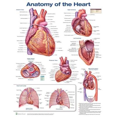 Anatomy of the Heart Anatomical Chart, Nonbook von Anatomical Chart Company Acc, Ingram Publishers Services, 978-1-4963-6959-8