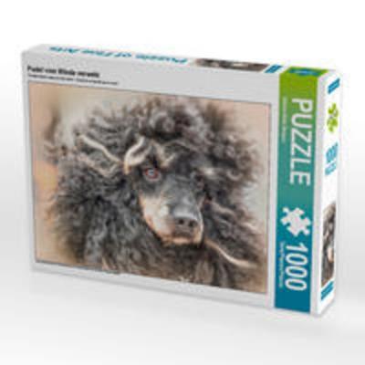CALVENDO Puzzle Pudel vom Winde verweht | 1000 Teile Lege-Größe 64x48cm Foto-Puzzle für glückliche Stunden