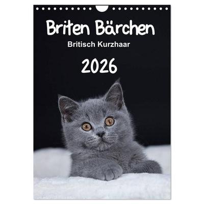 Briten Bärchen – Britisch Kurzhaar 2026 (Wandkalender 2026 DIN A4 hoch), CALVENDO Monatskalender