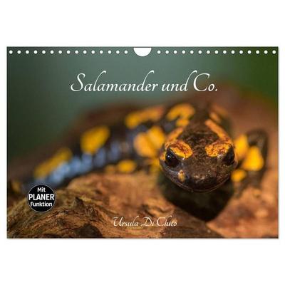 Salamander und Co. (Wandkalender 2027 DIN A4 quer), CALVENDO Monatskalender