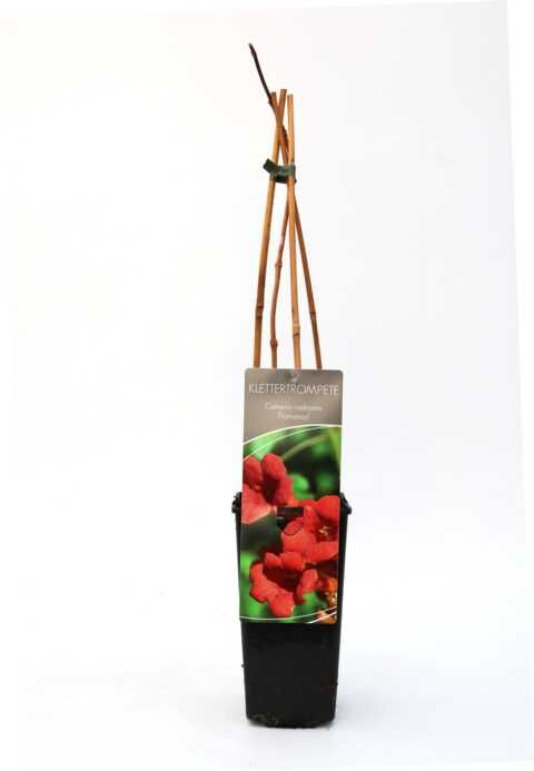 Pflanzen B&L; Trompetenblume 40-60 cm hoch 2 L Eckcontainer, Kletterpflanze, rote Blüte