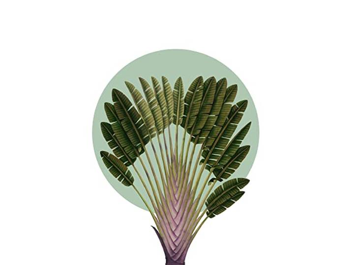 Komar Wandbild - Botanical Garden Pinnate Palm - Größe: 30 x 40 cm - Poster, Kunstdruck, Dekoration, Wohnzimmer, Schlafzimmer