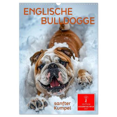 Englische Bulldogge - sanfter Kumpel (Wandkalender 2027 DIN A3 hoch), CALVENDO Monatskalender