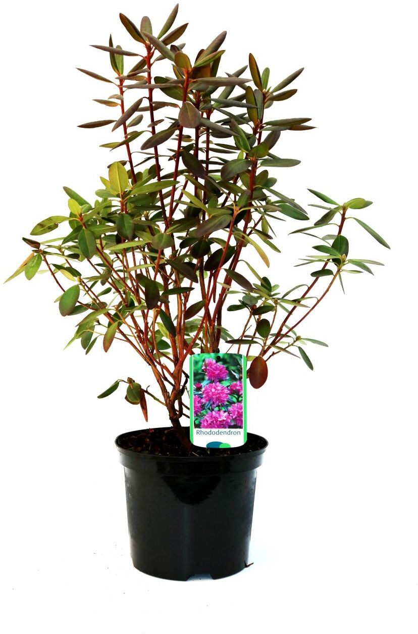 Pflanzen Rhododendron 'P.J.Mezitt' 4 l Container
