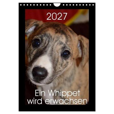 Ein Whippet wird erwachsen (Wandkalender 2027 DIN A4 hoch), CALVENDO Monatskalender