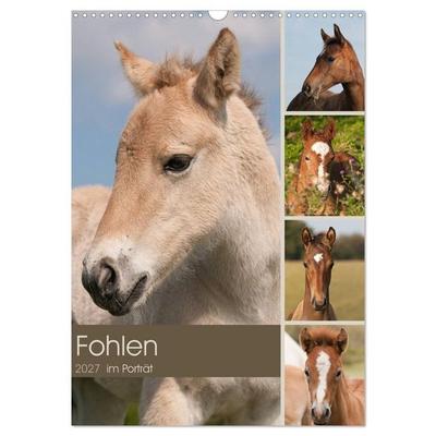 Fohlen im Porträt (Wandkalender 2027 DIN A3 hoch), CALVENDO Monatskalender