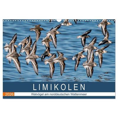 Limikolen - Watvögel am norddeutschen Wattenmeer (Wandkalender 2026 DIN A3 quer), CALVENDO Monatskalender