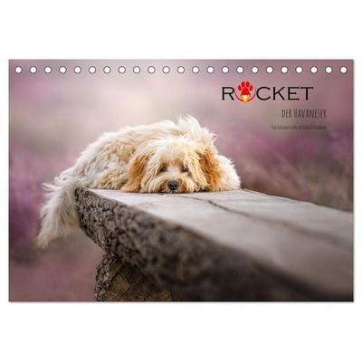 Rocket der Havaneser (Tischkalender 2027 DIN A5 quer), CALVENDO Monatskalender