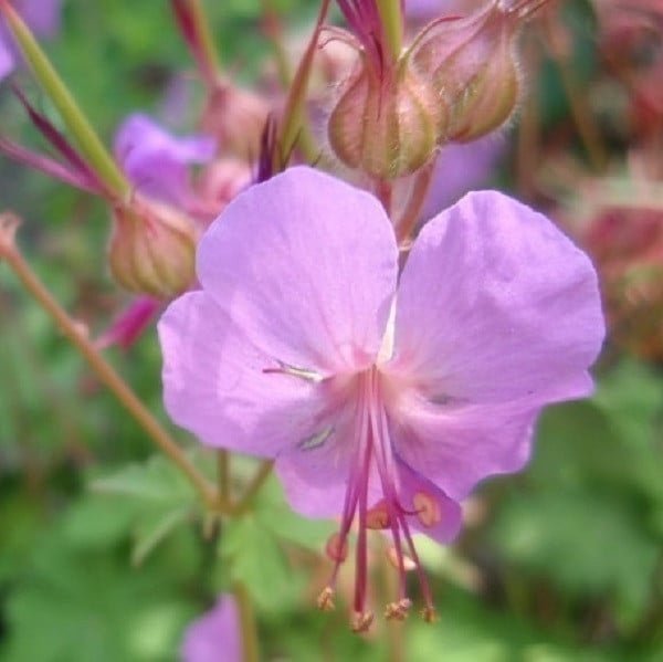 6 x Geranium cantabrigiense Karmina Cambridge kraaganjer in pot van 9x9 cm