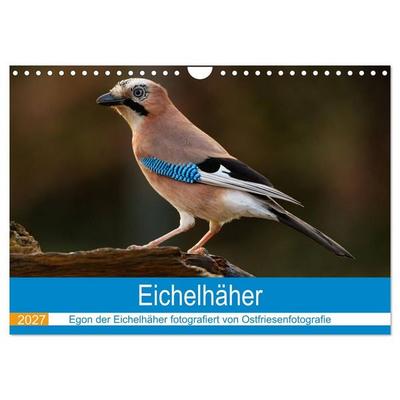 Eichelhäher - Egon der Eichelhäher fotografiert von Ostfriesenfotografie (Wandkalender 2027 DIN A4 quer), CALVENDO Monatskalender