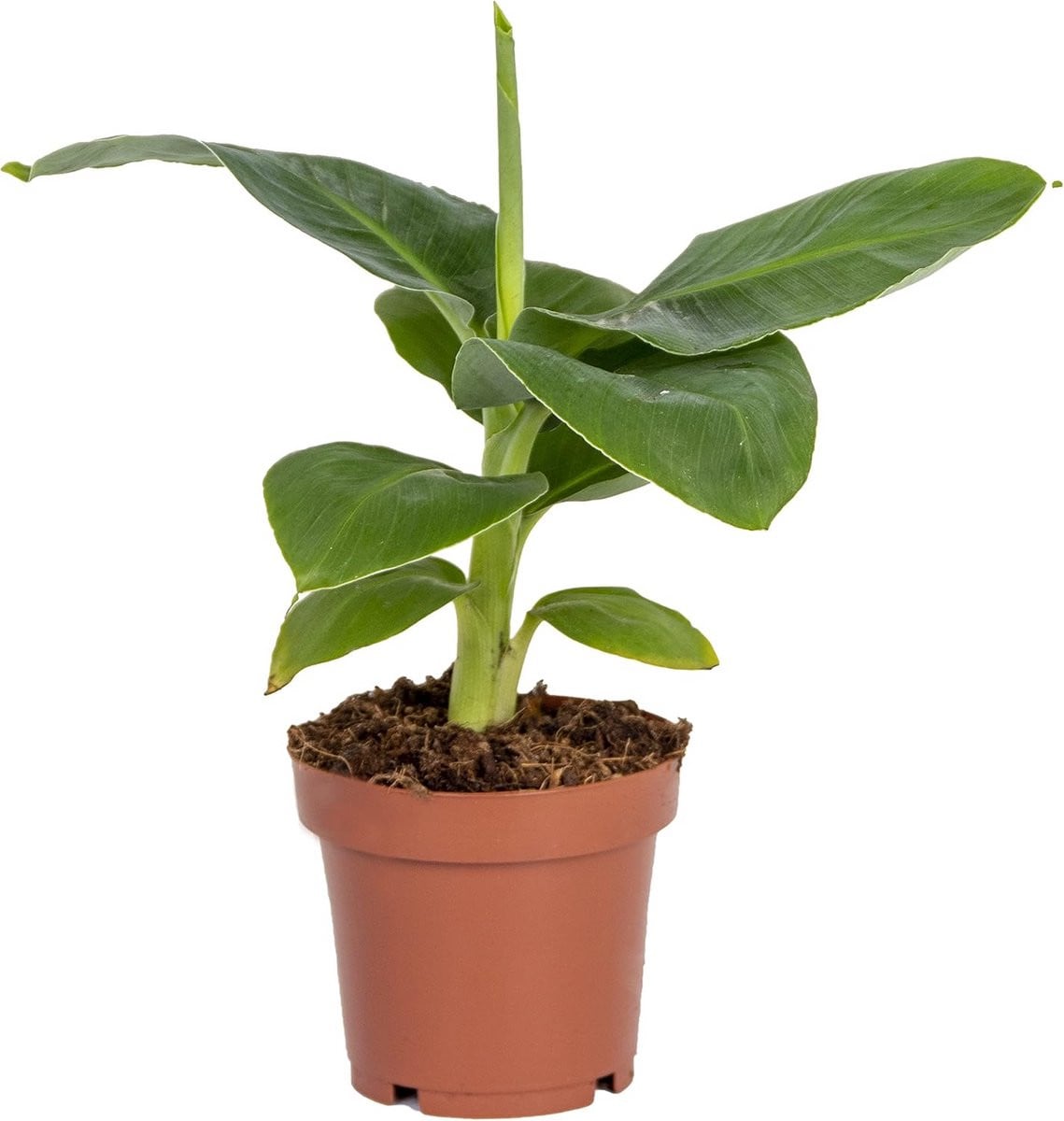 Bananenplant Dwarf Cavendish 20-30 cm - Luchtzuiverende kamerplant in pot van 12 cm