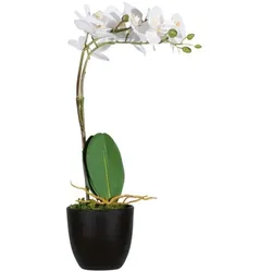 meet Kunstpflanze »Orchidee« 40 cm, 40 cm