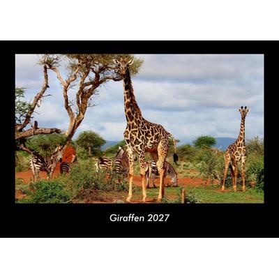 Giraffen 2027 Fotokalender DIN A3