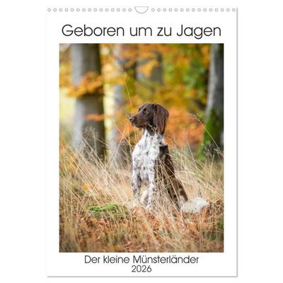 Geboren um zu Jagen. Der kleine Münsterländer (Wandkalender 2026 DIN A3 hoch), CALVENDO Monatskalender