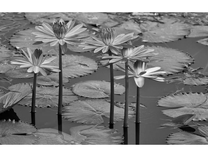 Fototapete PAPERMOON Seerosen, Teich, Blüten, Blätter Schwarz & Weiss , schwarz (schwarz, weiß), B:4,5m L:2,8m, Vlies, Tapeten, Fototapete