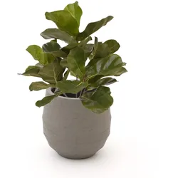 + 10 % Kassenrabatt | Designplants/Luca Lifestyle Lyrata Kunstpflanze (h:45 cm) mit Bordo Balloon Blumentopf