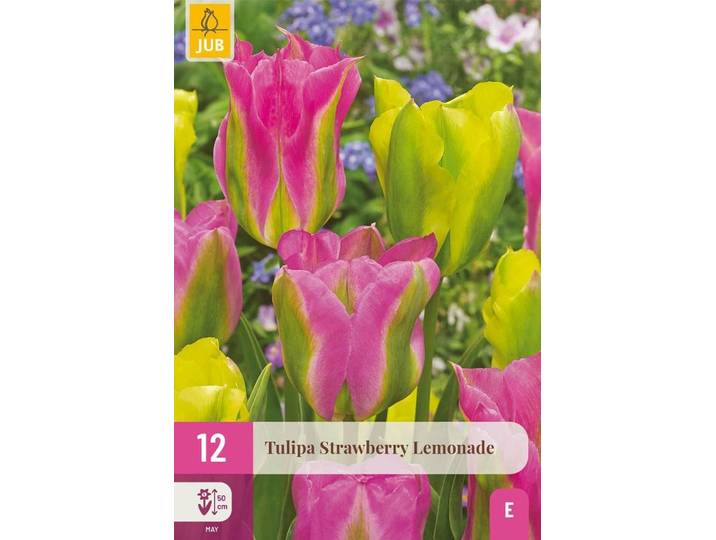 Tulp strawberry lemonade 12 bollen