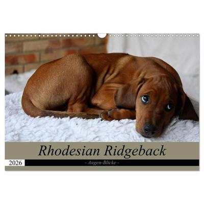 Rhodesian Ridgeback Augen-Blicke (Wandkalender 2026 DIN A3 quer), CALVENDO Monatskalender