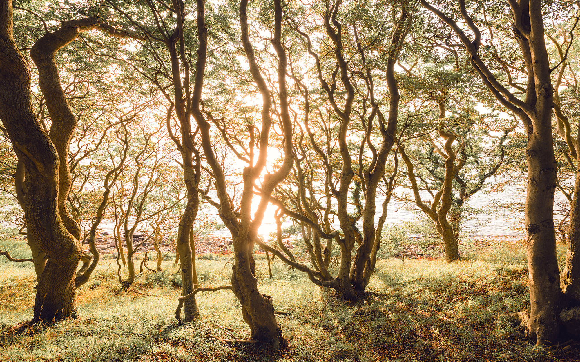 Fototapete KOMAR "Vlies Fototapete - Bold Birch - Grösse 400 x 250 cm", grün, B:400m H:250m, Vlies, Tapeten, Fototapete grün B/L: 400m, Rollen: 1