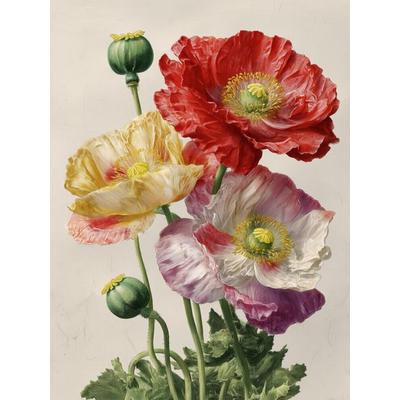 CALVENDO Puzzle Feurige Mohnblumen, Symbol für Lebendigkeit und Freiheit | 1000 Teile Lege-Größe 64x48cm Foto-Puzzle für glückliche Stunden, Sonstige