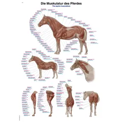 Lehrtafel  Die Muskulatur des Pferdes  50x70cm
