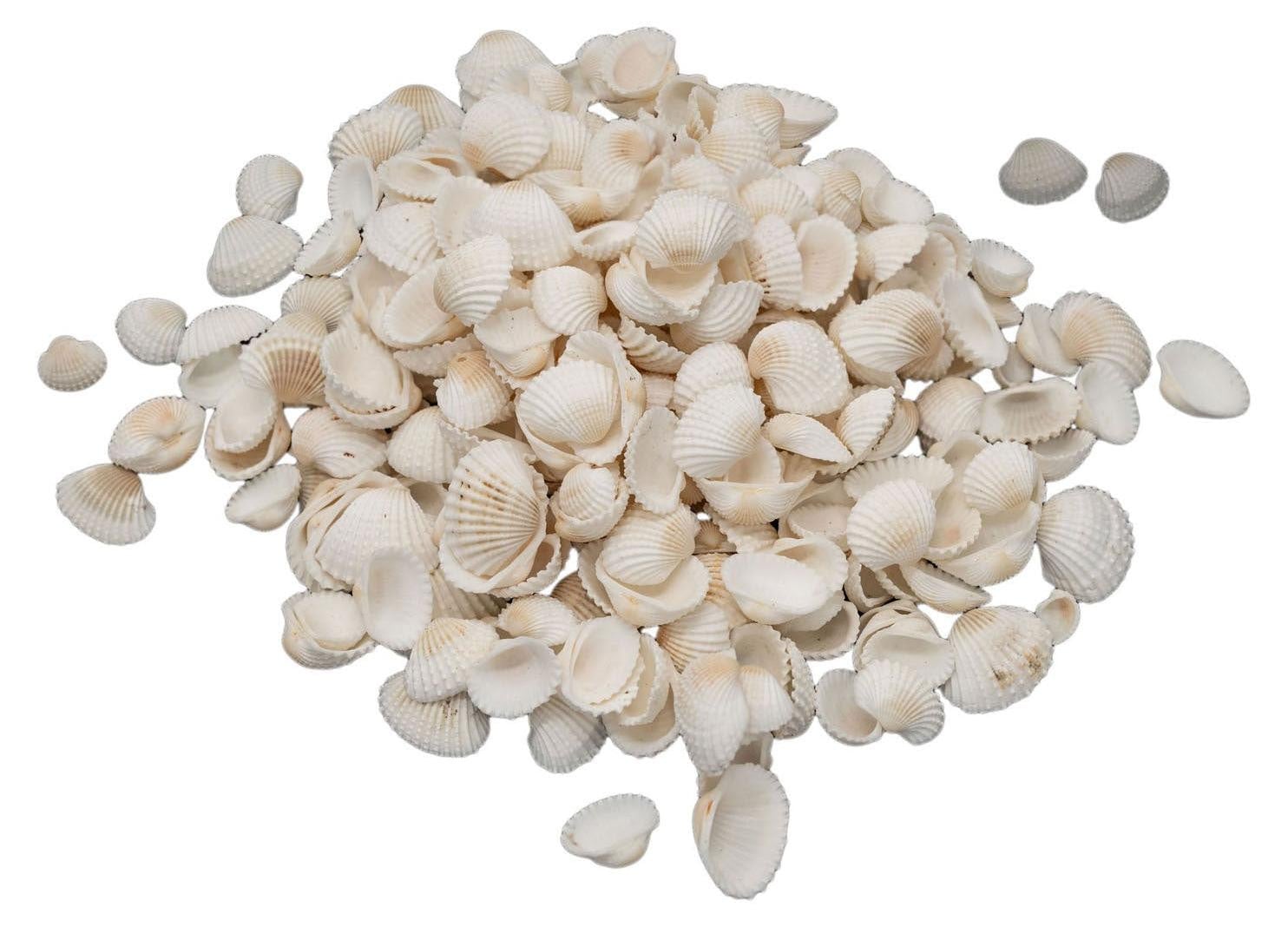 Colorations Kleine schelpjes, 500 gram