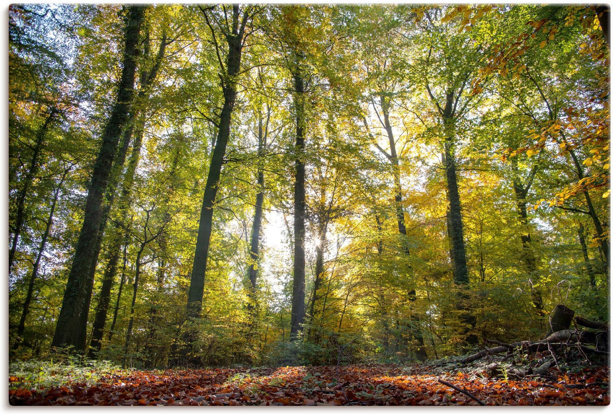 Leinwandbild ARTLAND "Laubwald zum Herbst", grün (farbe bild(er): grün), B:120cm H:80cm, Bilder, Leinwandbild, auf Holzrahmen gespannt farbe bild(er): grün B/H/T: 120cm x 80cm, Leinwandbild Waldbilder Querformat, 1 Stk.