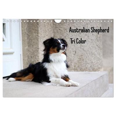 Australian Shepherd Tri Color (Wandkalender 2027 DIN A4 quer), CALVENDO Monatskalender