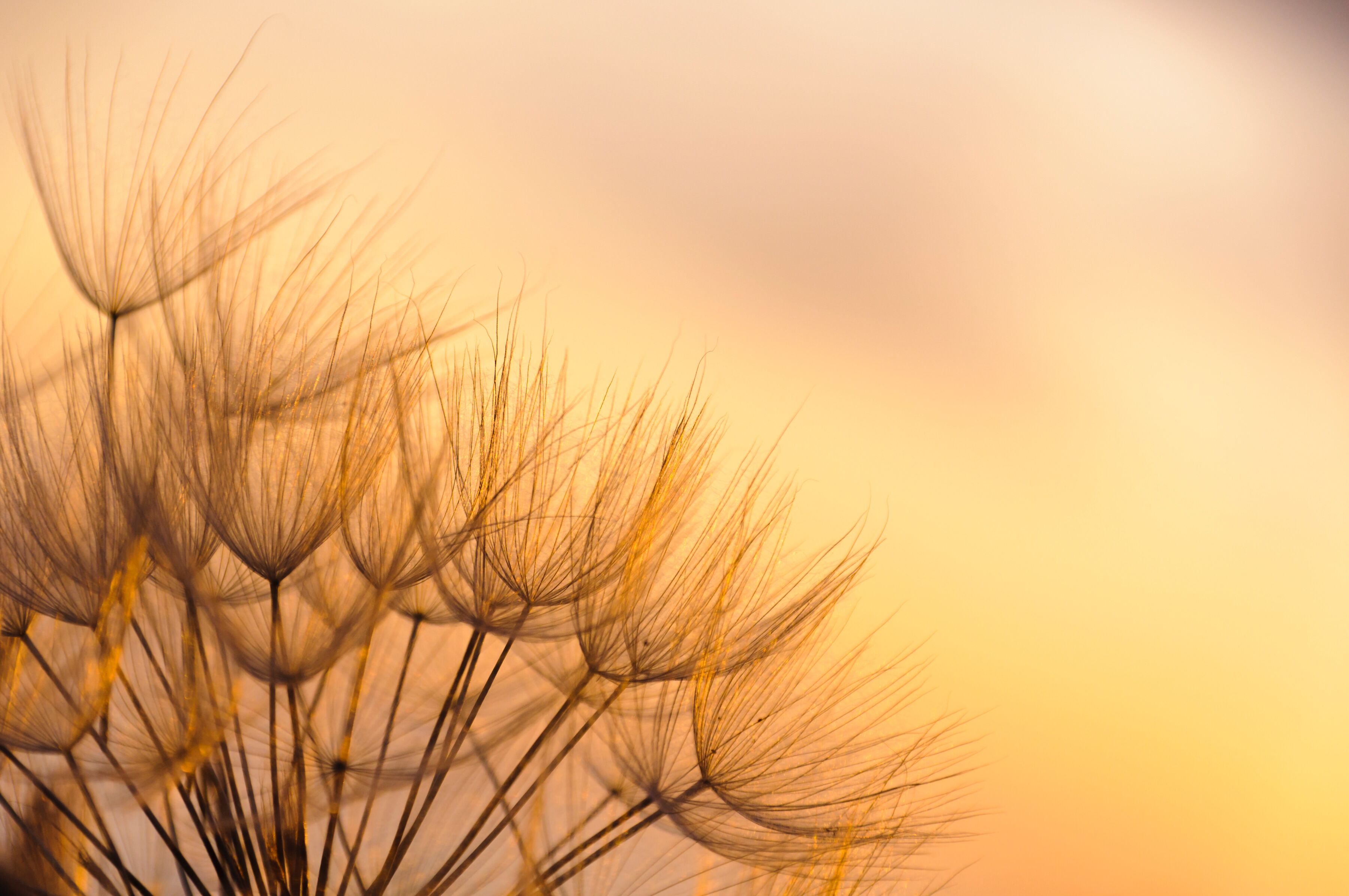 Fototapete PAPERMOON "Dandelion Sunset", bunt, B:1,5m L:1,11m, Vlies, Tapeten, Fototapete