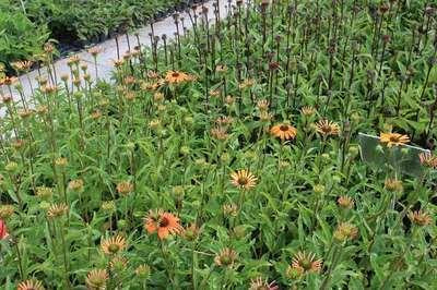 6 x Echinacea purpurea Tangerine Dream Zonnehoed GRDplanten - Pot van 9 x 9 cm