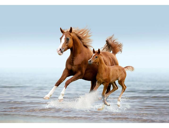 Fototapete PAPERMOON PFERDE IM GALOPP-ARABISCHE STUTE MIT FOHLEN TIER STRAND , bunt, B:1,5m L:1,11m, Vlies, Tapeten, Fototapete