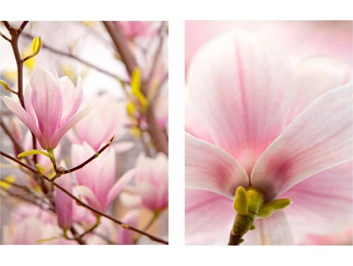 Bild CREATIV HOME Magnolien , rosa (farbe bild(er): rosa), B:30cm H:40cm T:2cm, Leinen, Bilder, Bild, 2er Set