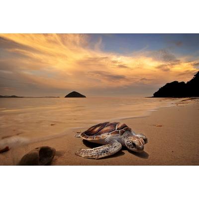 Fototapete PAPERMOON "Schildkröte am Strand", bunt, B:4m L:2,6m, Vlies, Tapeten