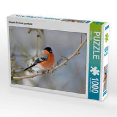 CALVENDO Puzzle Gimpel (Pyrrhula pyrrhula) | 1000 Teile Lege-Größe 64x48cm Foto-Puzzle für glückliche Stunden