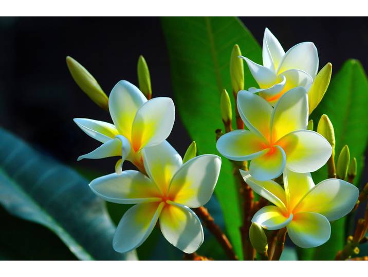 Papermoon FRANGIPANI-BLUMEN PLUMERIA PFLANZE JASMIN BLÜTEN BAUM