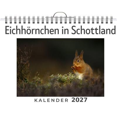Eichhörnchen in Schottland