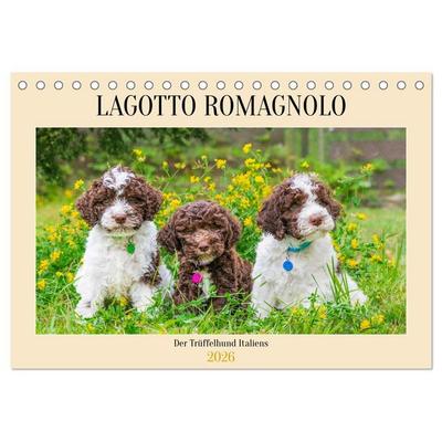 Lagotto Romagnolo - der Trüffelhund Italiens (Tischkalender 2026 DIN A5 quer), CALVENDO Monatskalender