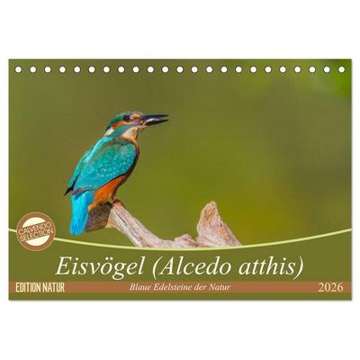Eisvögel (Alcedo atthis) - Edelsteine der Natur (Tischkalender 2026 DIN A5 quer), CALVENDO Monatskalender