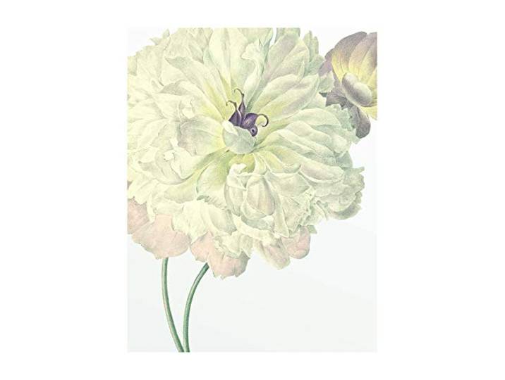 Komar Wandbild Illustration Dahlia Poster, Bild, Wohnzimmer, Schlafzimmer, Dekoration, Kunstdruck ohne Rahmen P063-40x50 Größe: 40 x 50 cm (Breite x Höhe)