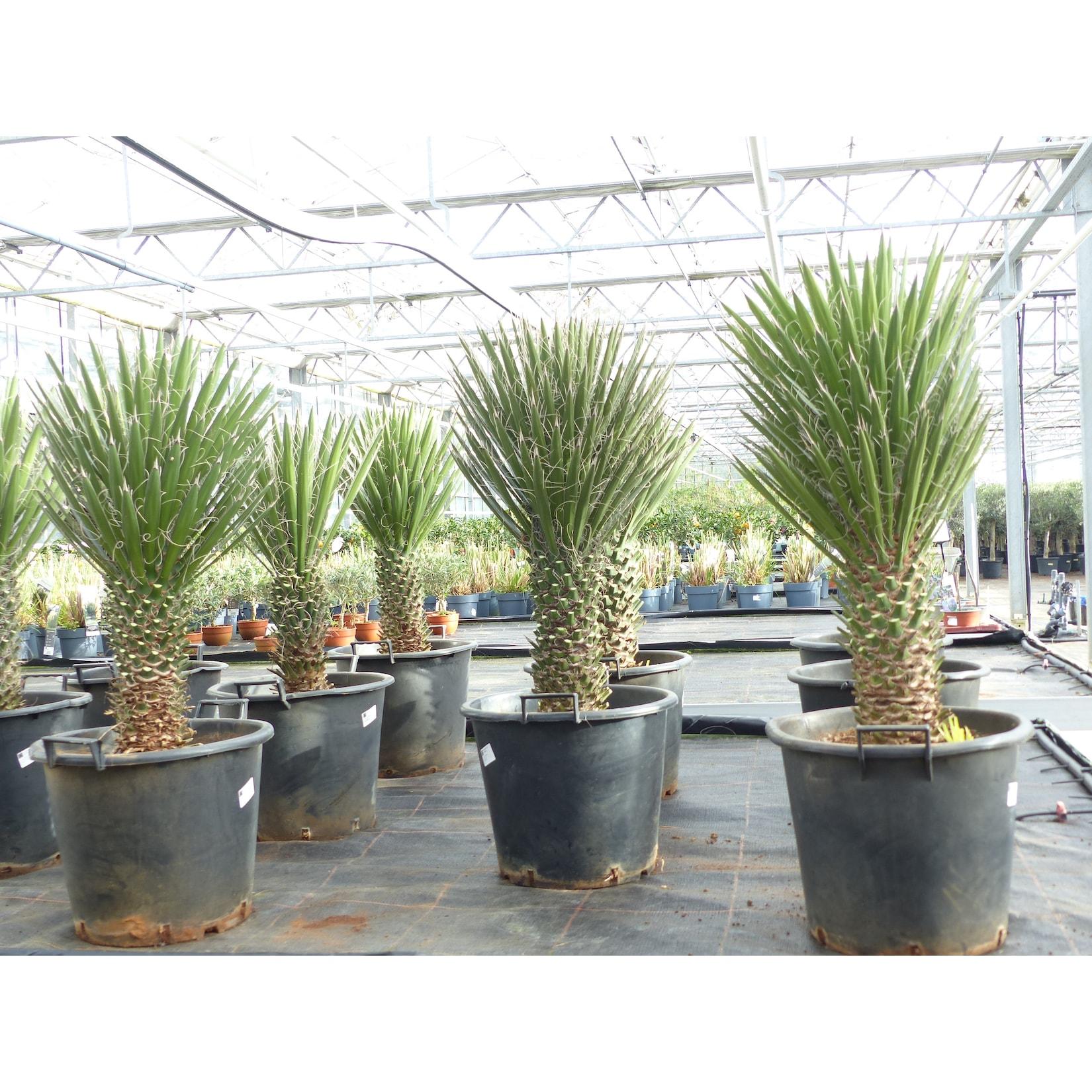 Yucca Palme Filifera, 90 cm, Stamm 20 - 30 cm Tambasi Yucca, winterhart -13 Grad