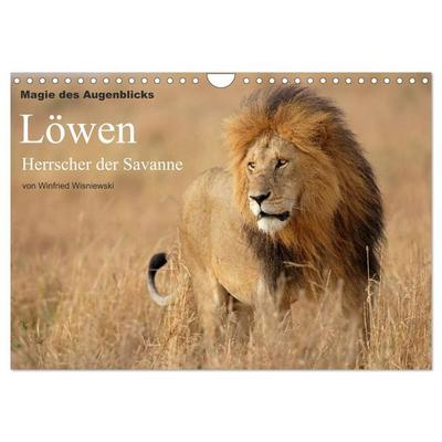 Magie des Augenblicks - Löwen - Herrscher der Savanne (Wandkalender 2026 DIN A4 quer), CALVENDO Monatskalender