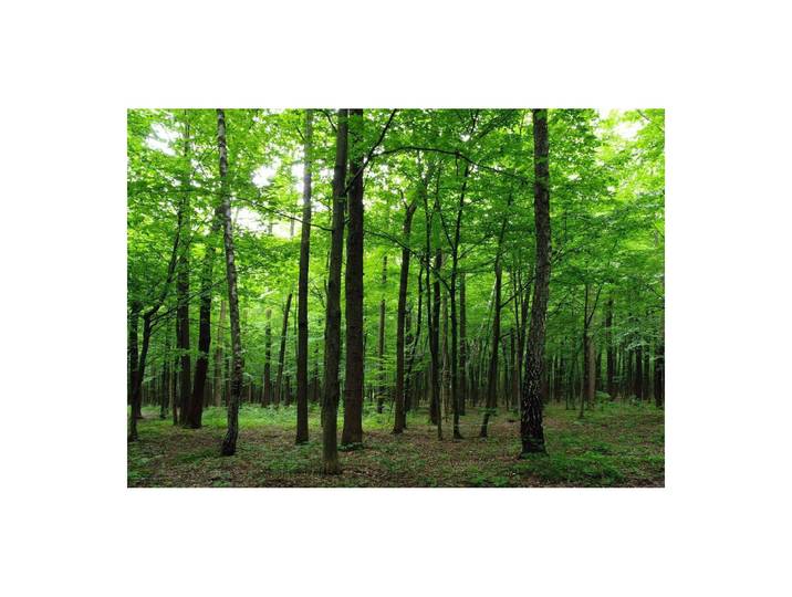 Forest\, Photo Murale Intissée\, 360x270 Cm\, 4 Parties