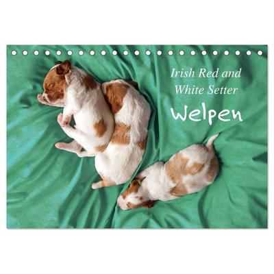 Irish Red and White Setter Welpen (Tischkalender 2027 DIN A5 quer), CALVENDO Monatskalender