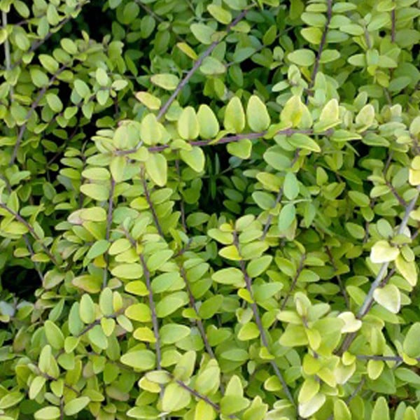 2 x Lonicera nitida Baggesen's Gold Haagdoornkers, 20-25 cm in pot