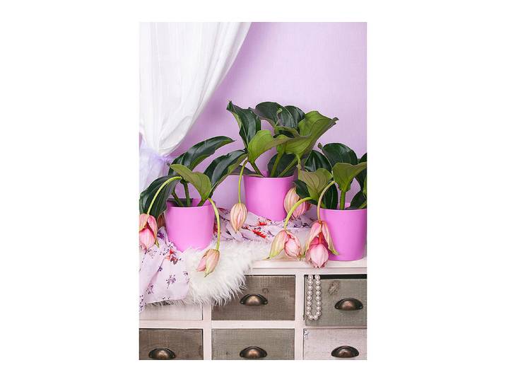 Qualité & Prix Medinille im Topf Magnifica ⌀ 17 cm