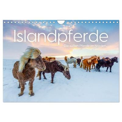 Islandpferde - Die süßen Pferde im Norden. (Wandkalender 2026 DIN A4 quer), CALVENDO Monatskalender