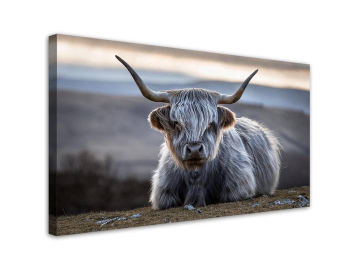 Feeby Leinwandbild Liegende schottische Kuh 120x60cm, Grau, Tiere, Rechteckig, 120x60 cm, Bilder & Rahmen, Bilder, Leinwandbilder