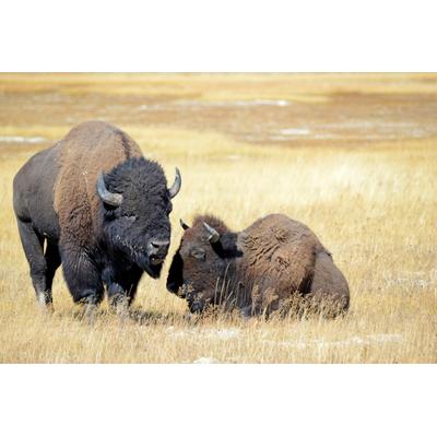 Fototapete PAPERMOON "BISONS WILD WEST", bunt, B:5m L:2,8m, Vlies, Tapeten
